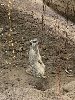 Afbeelding-van-WhatsApp-op-2025-10-01-om-19.39.40 0ccfe510