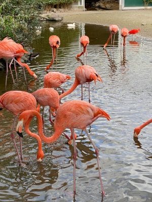 Afbeelding-van-WhatsApp-op-2025-10-01-om-19.39.40 a9abd6fc