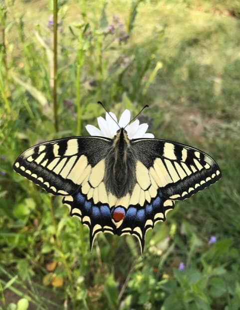 vlindertuin leesten